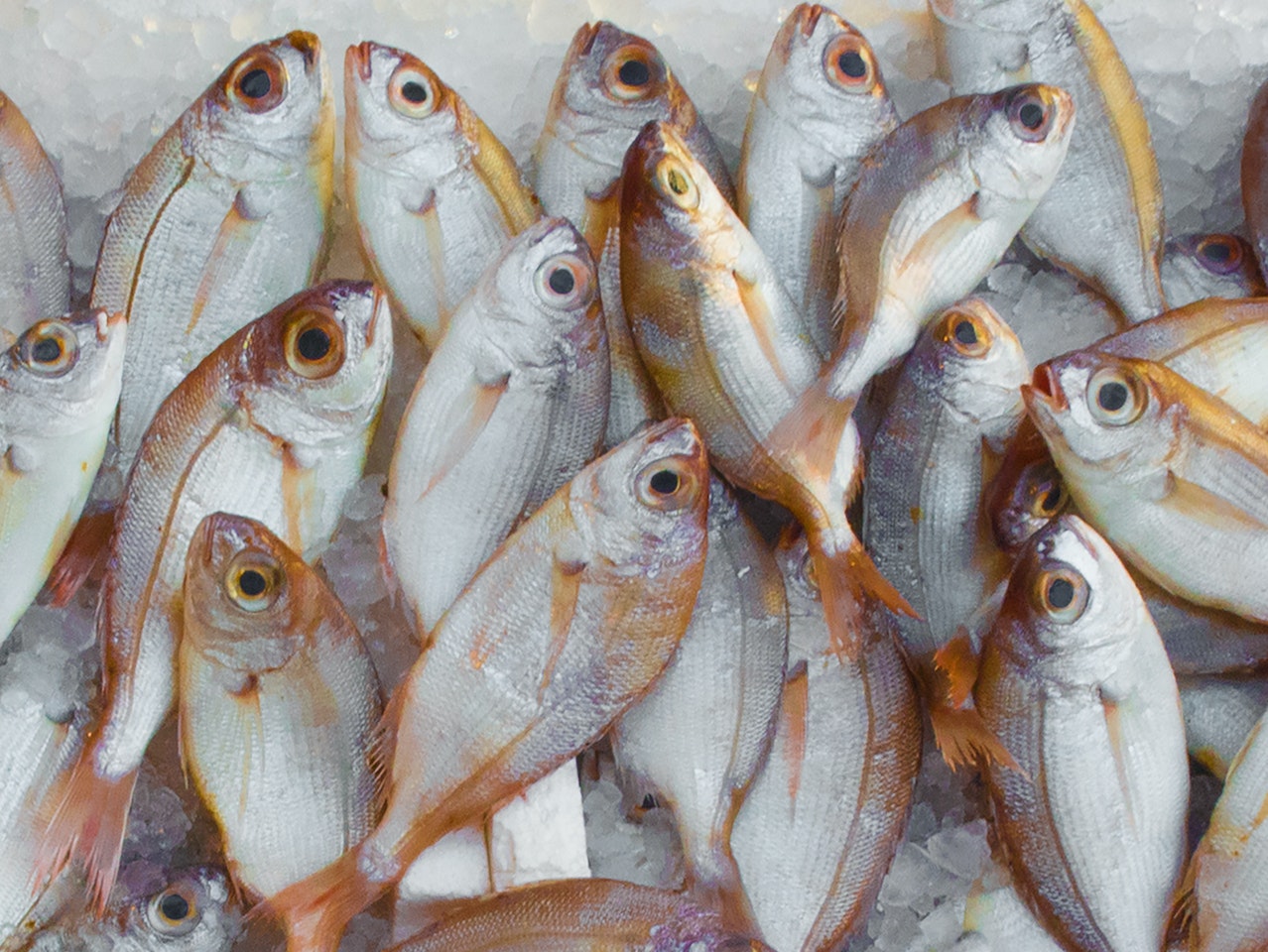 Ouvrir une poissonnerie