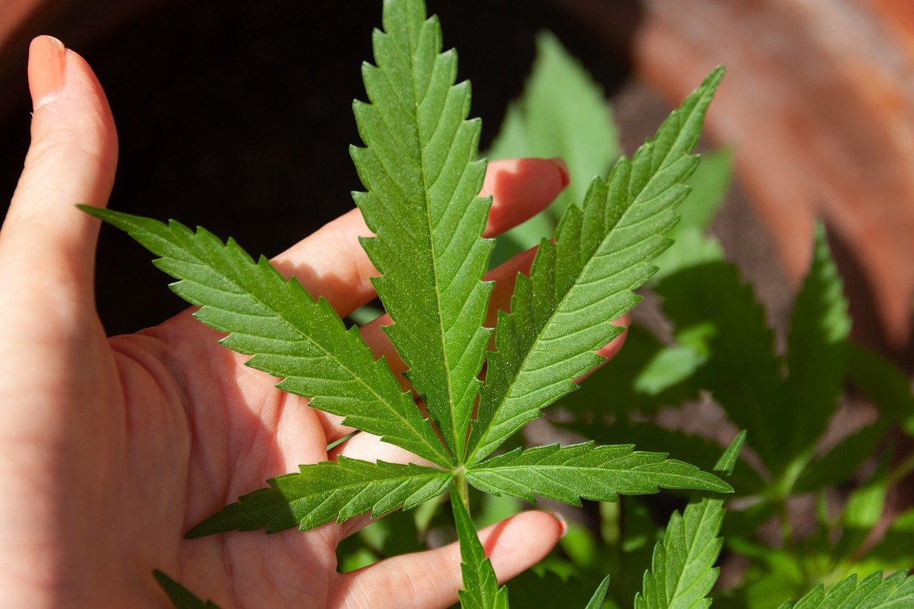 Est-ce que le CBD est légal en France ?