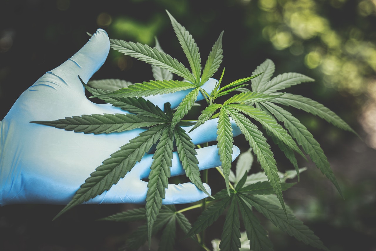 Quels sont les avantages de la vente du CBD en ligne ?